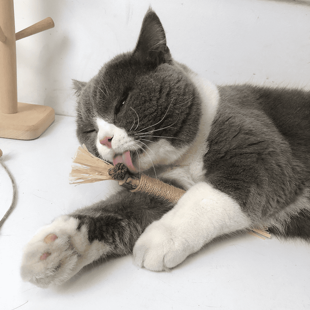 Kaurio - 100% natürliche Zahnpflege für Katzen