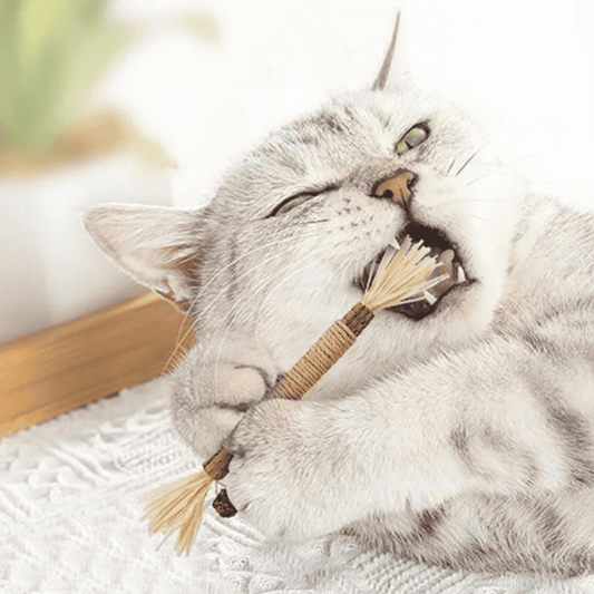Kaurio - 100% natürliche Zahnpflege für Katzen