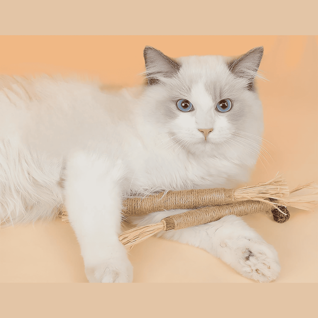 Kaurio - 100% natürliche Zahnpflege für Katzen